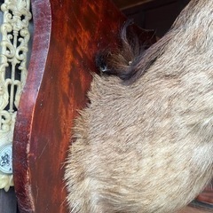 ハンティングトロフィー　鹿