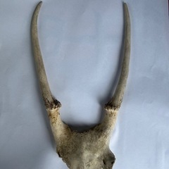 鹿　角　頭蓋骨　