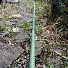 ウィンドサーフィン  一式