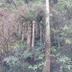有田川町清水地区の植林。スギだと判明しました。