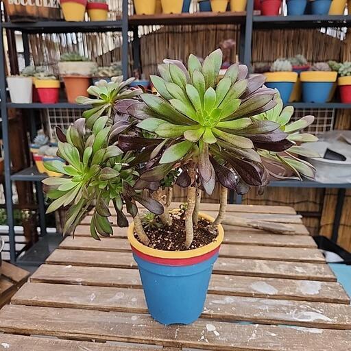 (お話し中)多肉植物　黒法師　8本多頭