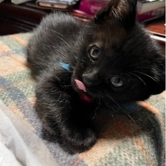 黒 猫 4ヶ月の女の子です🐈‍⬛ 子猫 すごい人懐っこい - 水戸市