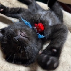 黒 猫 4ヶ月の女の子です🐈‍⬛ 子猫 すごい人懐っこい