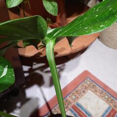 モンステラデリシオーサ   イエローモンスター