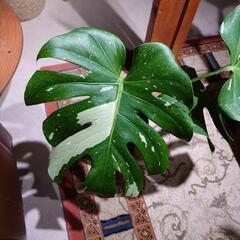 モンステラデリシオーサ   イエローモンスター