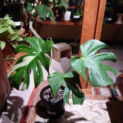 モンステラデリシオーサ   イエローモンスター