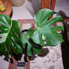 モンステラデリシオーサ   イエローモンスター