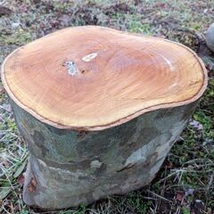 木　すずかけの木