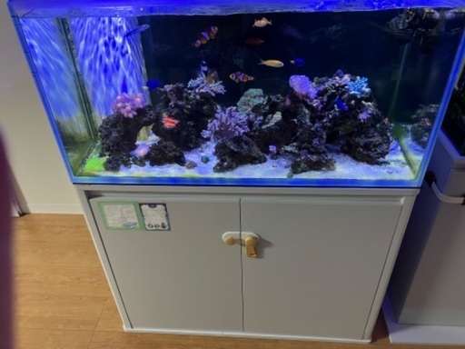 90センチオーバーフロー海水魚水槽