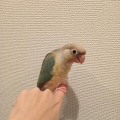 ウロコインコ バイオレットブルーパイナップル