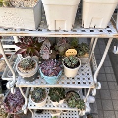 多肉植物など
