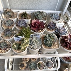 多肉植物など