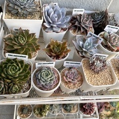 多肉植物など