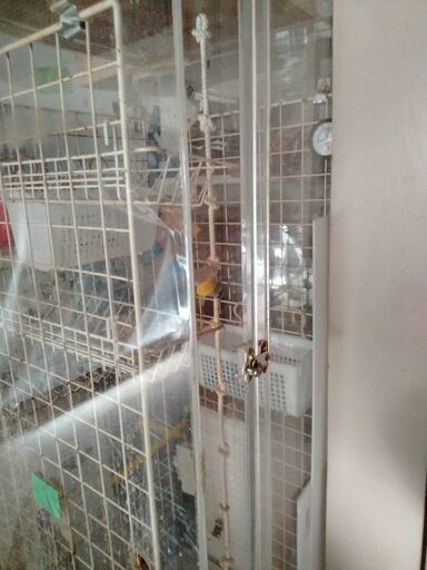 特大！アクリルゲージ。ケージ。お引き取り限定！モモンガ。爬虫類。リス。インコ。鳥。などに。
