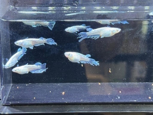 めだか🫧 ͛.*エルビス1ペアꕤ︎︎·͜· (ak) 倉敷のその他の中古あげます  