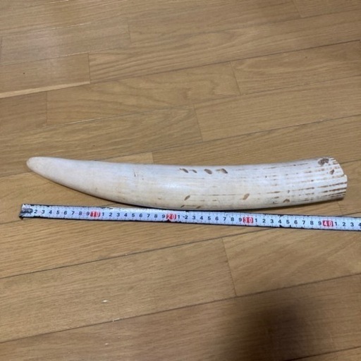原木です。