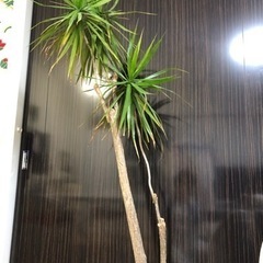 無料 あげます♪観葉植物　ユッカ 特大