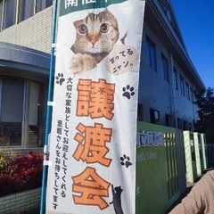 第8回【4/28(日)】保護猫のマッチングスペースDreams大刀洗町