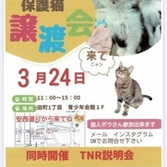 保護猫譲渡会・TNR相談会in静岡市葵区2024/3/24（日）