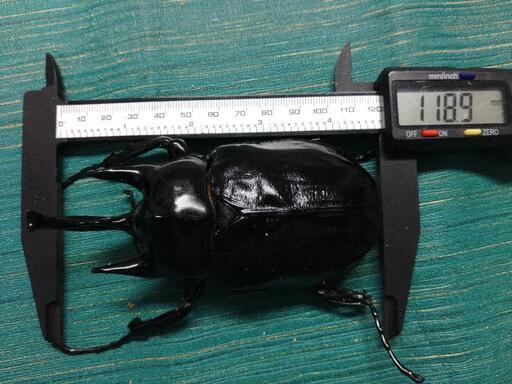 レックスゾウカブト 大型ペア ♂118.9mm  ♀85.8mm＋オマケでメス2匹