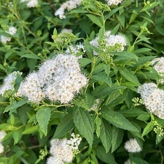 お値下げしました⭐︎白花シモツケ