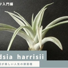 【決まりました】Tillandsia harrisii チランジ...