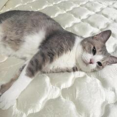 甘えん坊で小柄なメス猫【ミミちゃん】 - 大阪市