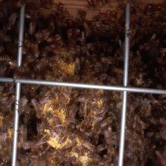 好評！臨時開催「日本ミツバチ養蜂箱づくり」WS