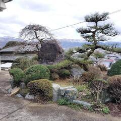 立派な庭石です。