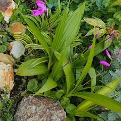 植物　花紫蘭　　シラン　雪ノ下　セダム