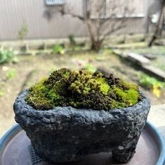苔盆栽　水石　5