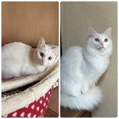 毛並みの美しい白猫姉妹♪