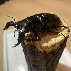 北海道のタランドゥスオオツヤクワガタの中古が安い！激安で譲ります  