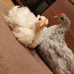 鶏　アローカナ、も゙みじ2羽性別不明
