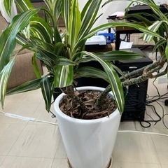 観葉植物