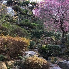庭石　日本庭園　御影石　青石　梅など植物　お譲りします。