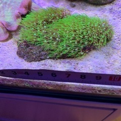 海水魚サンゴ