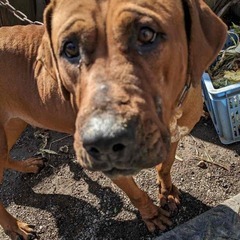 土佐犬の女の子　はなちゃん　幸せになれる家庭を探しています。 - 越谷市