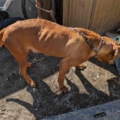 土佐犬の女の子　はなちゃん　幸せになれる家庭を探しています。 − 埼玉県