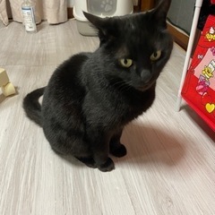 黒猫(8歳)