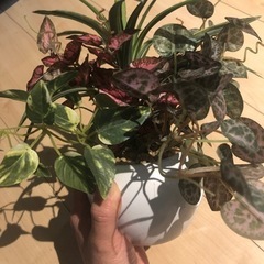 植物オブジェセット