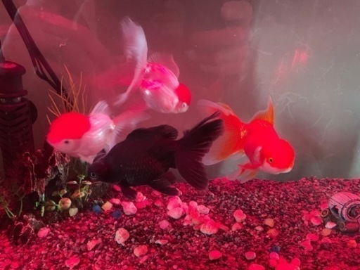 可愛い丹頂の金魚、オランダ、黒出目金です