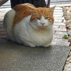 お話し中/哀愁の茶白