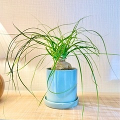 値下！ヘンテコな植物！鉢付でお得！室内管理向け配合用土でお世話も...