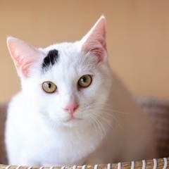 仲良し兄弟4ヶ月　トライアル可　保護猫です − 宮城県