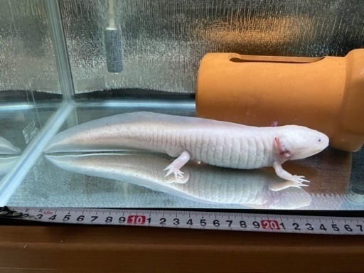水族館レベル❓のＢＩＧなウーパールーパー２６cm±❗️❗️
