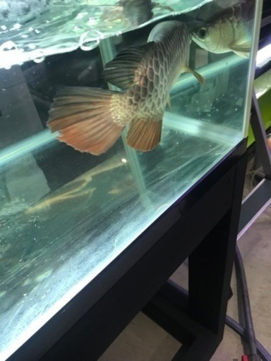 引取者決定　アクリル水槽　アロワナ水槽　熱帯魚 引取者決定 アクリル水槽 アロワナ水槽 熱帯魚