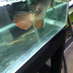 お譲り先決定‼️ アロワナストック水槽‼️ 900水槽セット　上部フィルターデカめです‼️