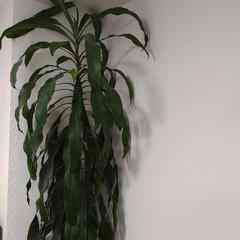 観葉植物 幸福の木