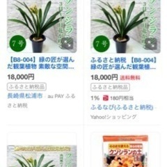 【観葉植物】60cm以上　　　　君子蘭